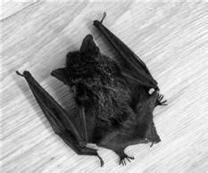 蝙蝠飛進家裡要消毒嗎 磁磚裂痕